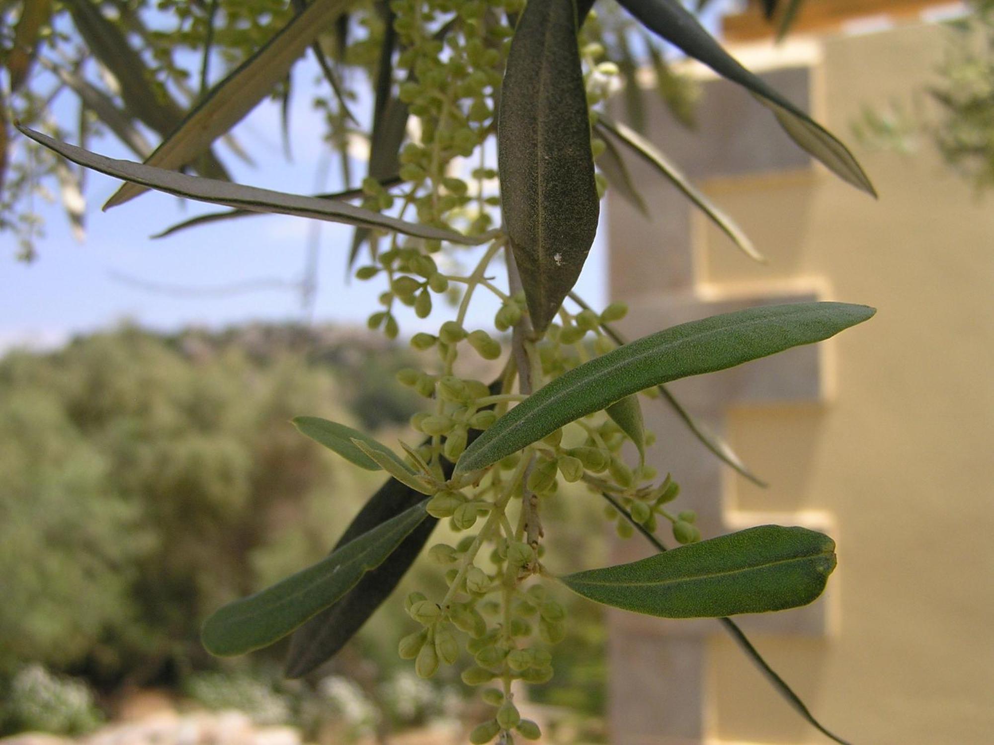 Stratos Villas Kaloniktis 外观 照片
